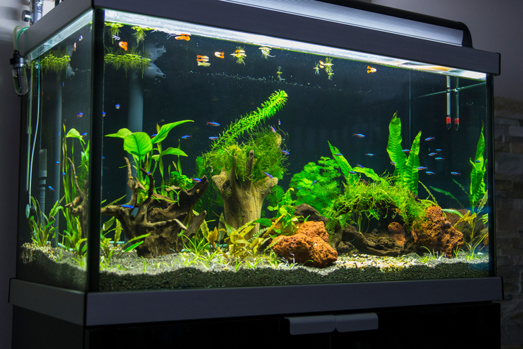 Aquarium mit Pflanzen