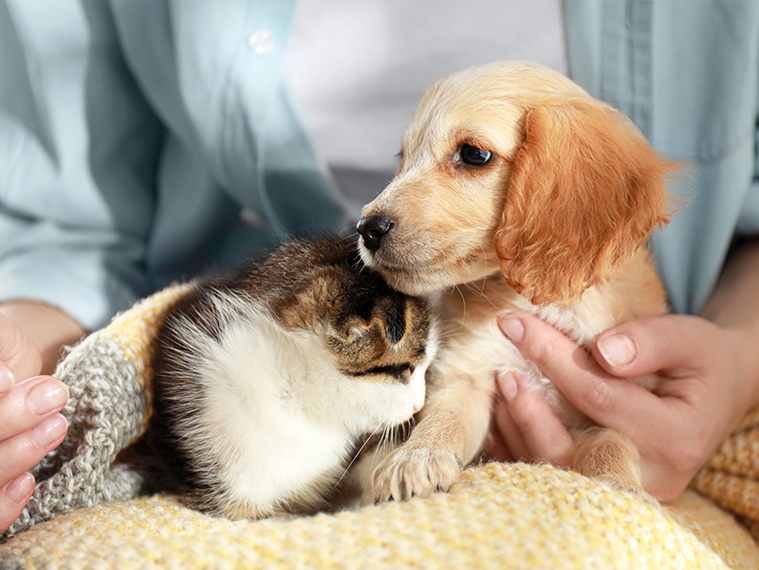 Hund und Katze aneinander gewöhnen – als Kitte & Welpe