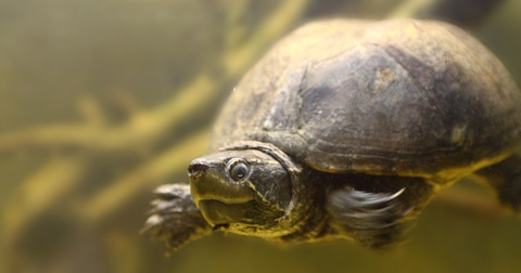 Die Haltung von Wasserschildkröten