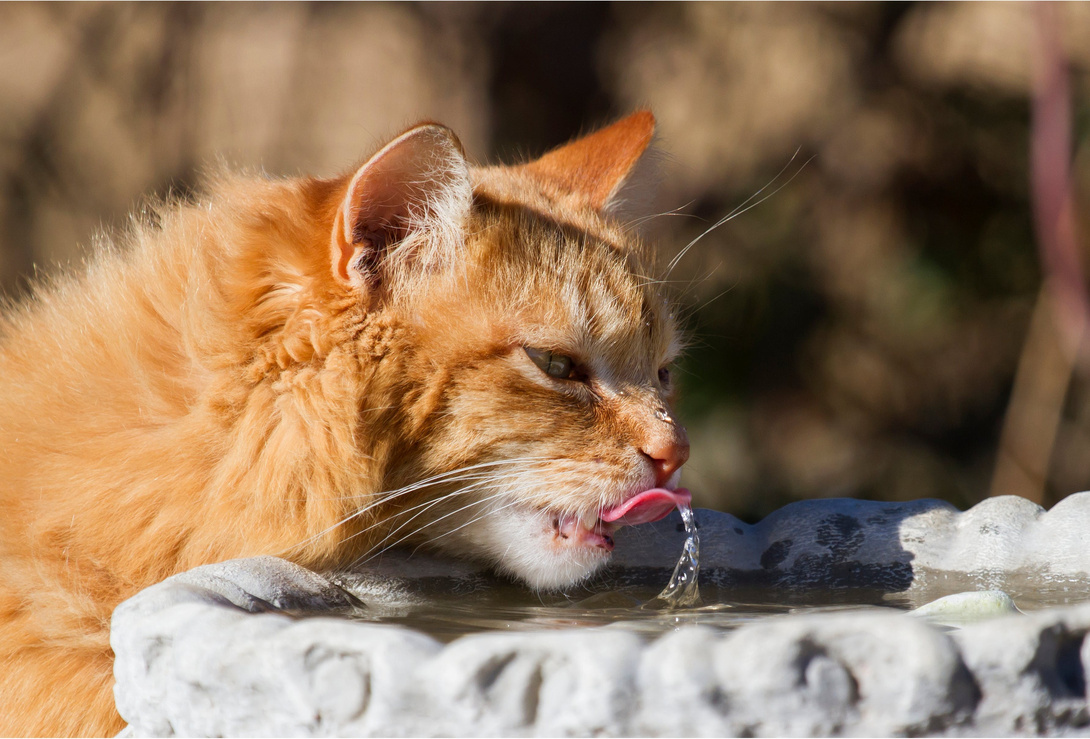 Chronische Niereninsuffizienz bei Katzen