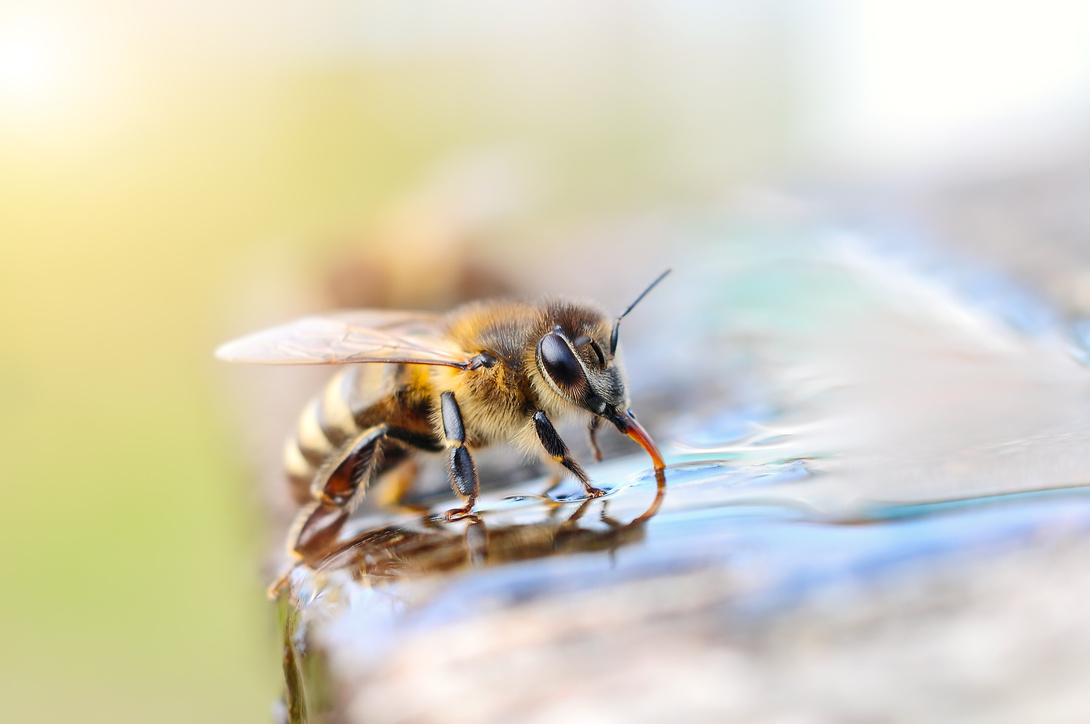 Biene trinkt Wasser