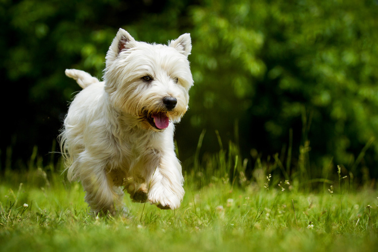 West Highland White Terrier Bewegung