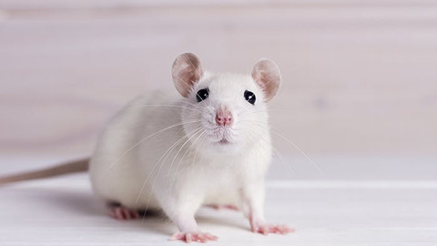 Die Ratte im Porträt