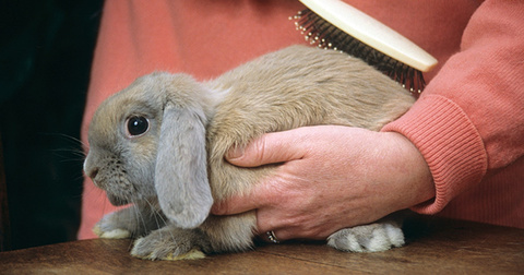 Fellpflege für Kaninchen