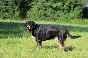 Grosser Schweizer Sennenhund Portrait