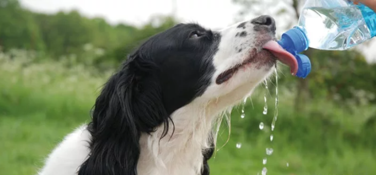 Hund bei Hitze abkühlen und mit Trinken versorgen, um Hitzschlag zu vermeiden