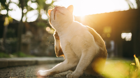 Flöhe bei Katzen – Flohbefall erkennen & loswerden