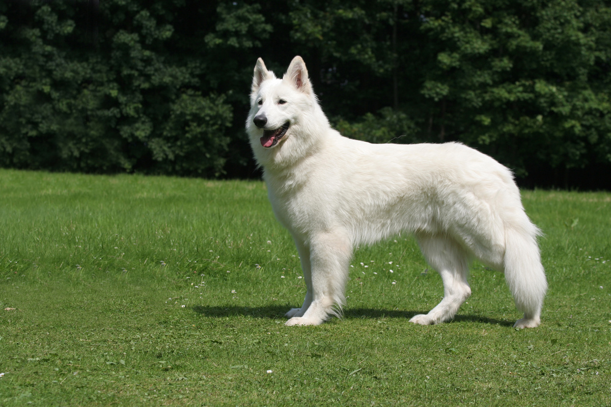 Weiße Schäferhund Portrait
