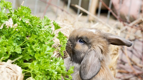 Ernährungstipps für Kaninchen