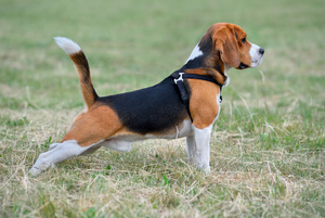 Beagle Seitenportrait