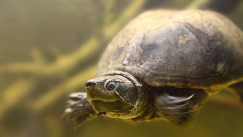 Die Haltung von Wasserschildkröten