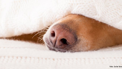 Schlaf- & Ruhephasen von Hunden
