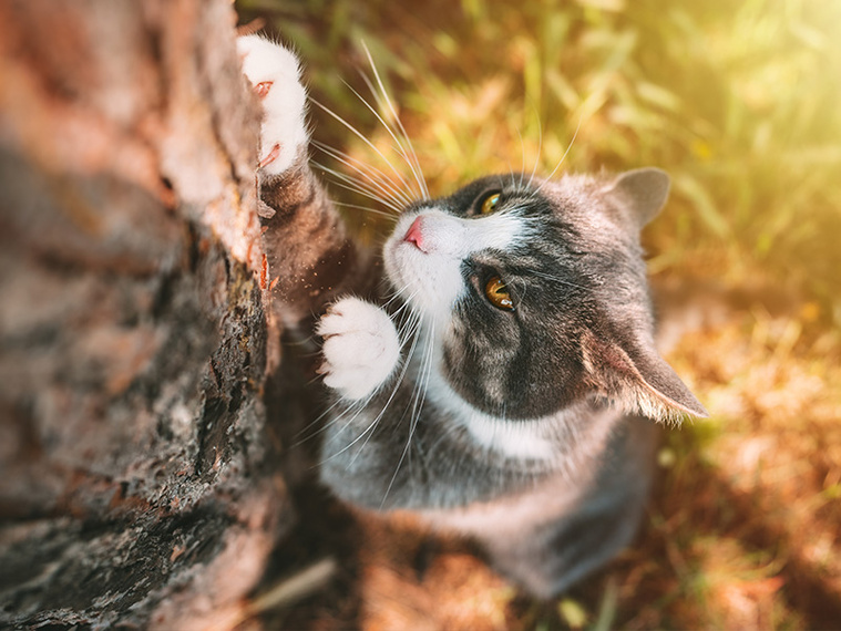 Katze kratzt am Baum