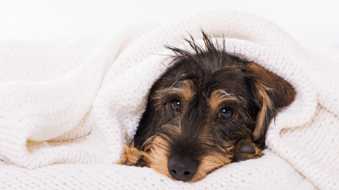 Hund hustet – 7 häufige Ursachen + Behandlungsmöglichkeiten