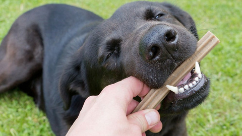 Zahnpflege bei Hunden
