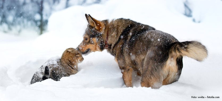 Hund & Katze im Schnee