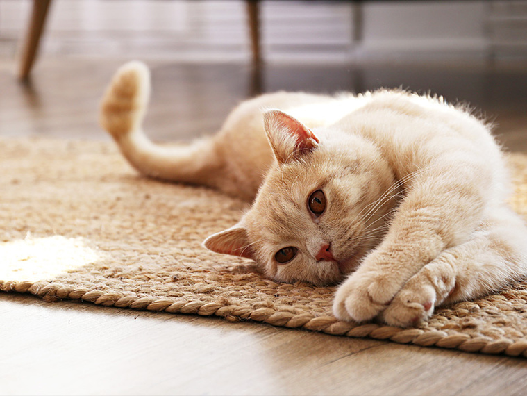 Katze streckt sich auf Teppich