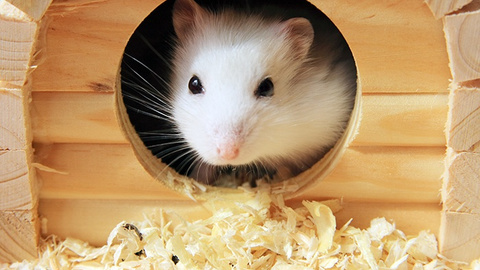 Umzug in einen neuen Käfig - Einzugshilfe für Hamster