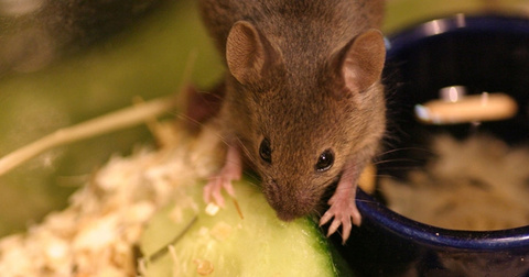 Snacks für Mäuse