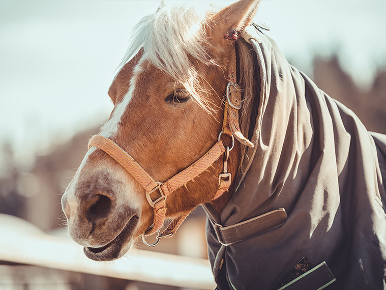 Portrait eines Pferdes mit Decke
