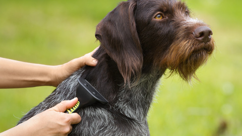 Ihr Hund stinkt? – 5 Tipps und Ursachen