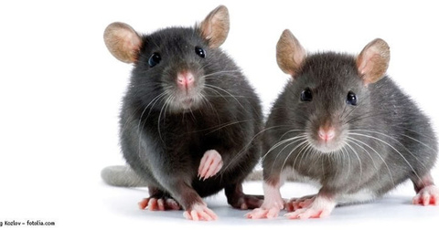Tipps zur Rattenhaltung
