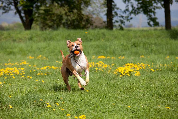 American Staffordshire Terrier in Bewegung