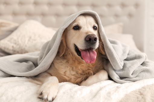 Kranker Hund liegt unter Decke