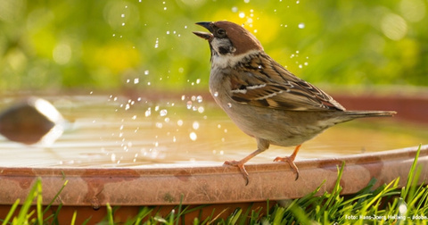 Wasserstellen für Vögel und Insekten
