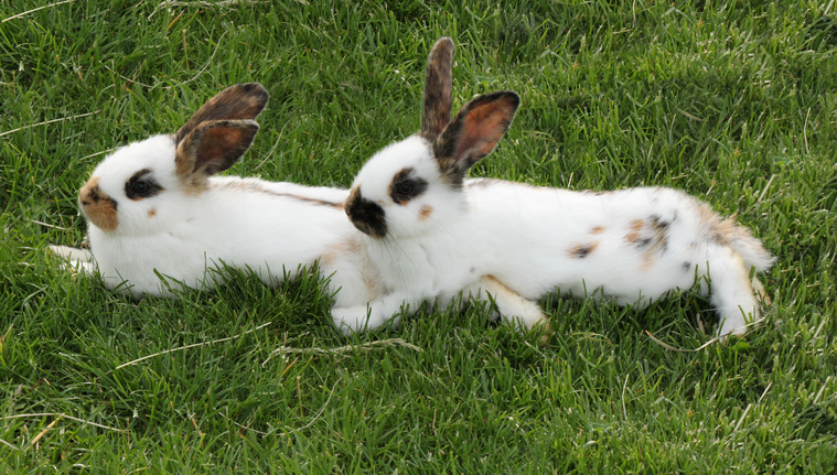 Körpersprache Kaninchen