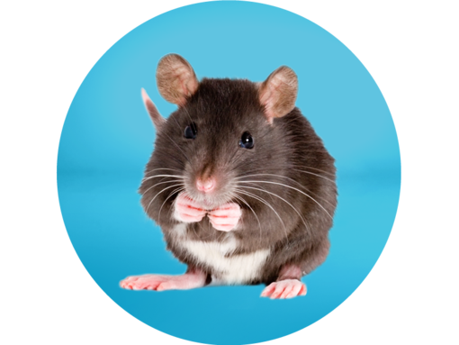 Teaser Mäuse & Ratten Ratgeber
