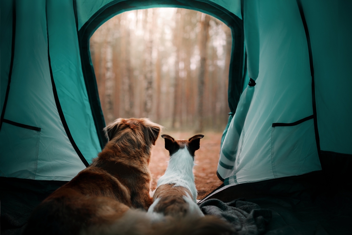 Hunde im Zelt – Urlaub mit Hund