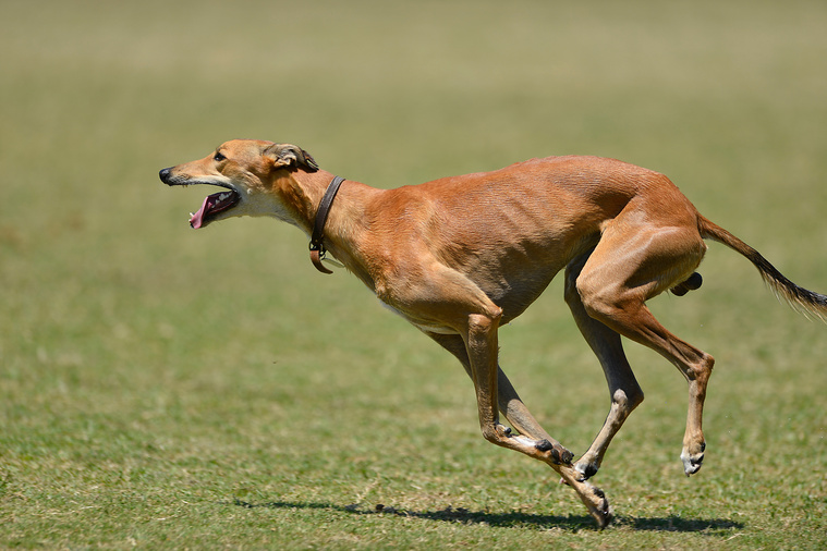 Greyhound in Bewegung
