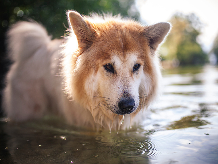 Hund kühlt sich im Wasser ab