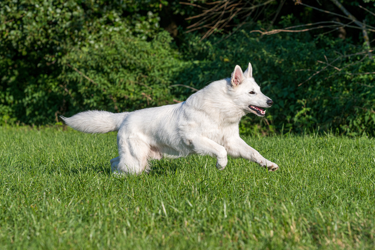 Weißer Schäferhund in Bewegung