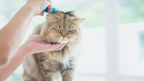 Fellpflege bei Katzen