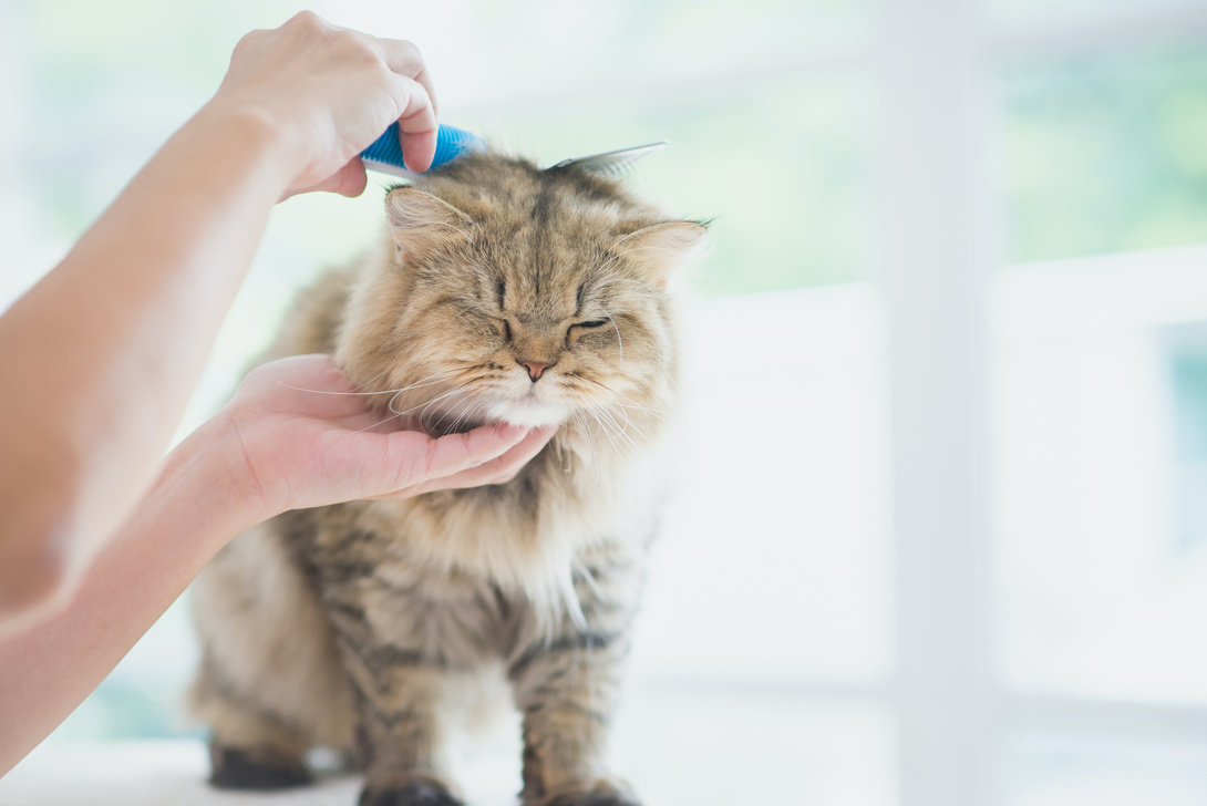 Fellpflege bei Katzen