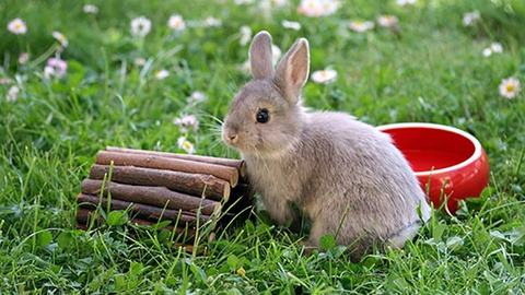 Kaninchen-Spielzeug
