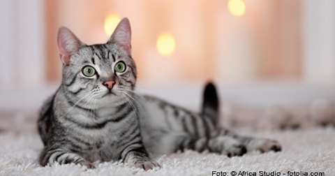 Chronische Niereninsuffizienz bei Katzen