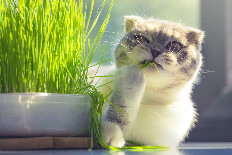 Katze giftige Pflanzen