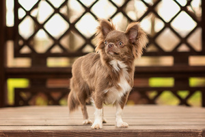 Chihuahua Profil