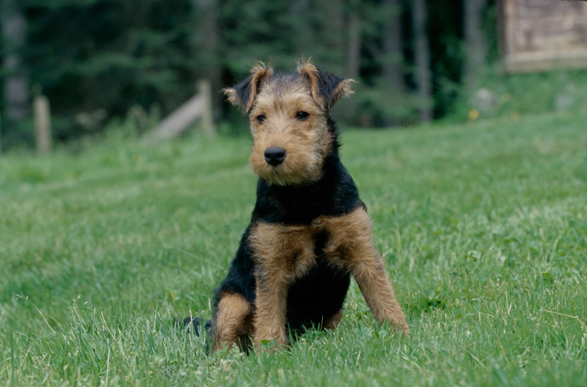 Welsh Terrier Welpe