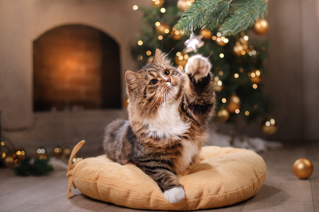 Katze vor Weihnachtsbaum