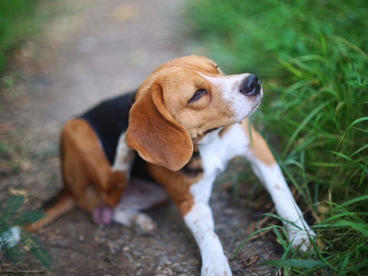 Beagle kratzt sich beim spazieren gehen