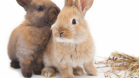Klickertraining für Kaninchen