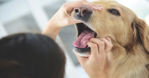 Gesundheitscheck der Zähne für Hunde