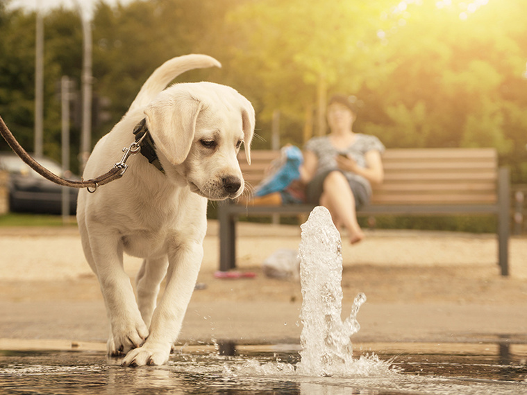 Hund Leine Wasser