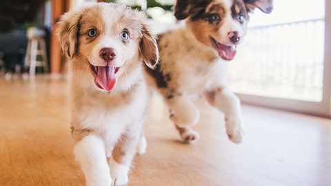100 beliebte Hundenamen & 7 Tipps zur Namenswahl