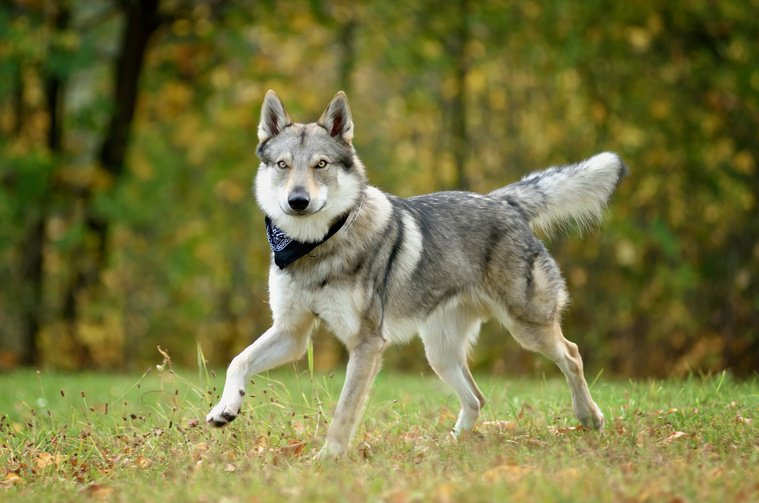 Tschechoslowakischer Wolfhund Bewegung