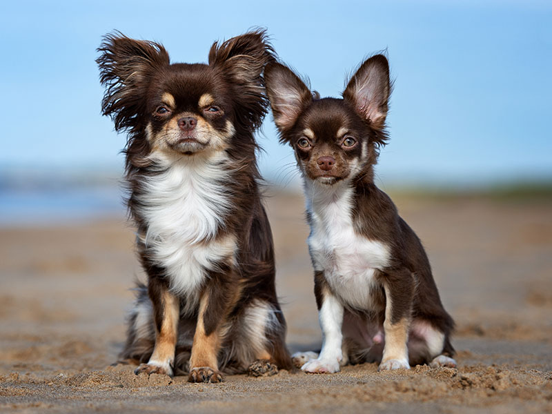 Chihuahua Welpe und Hündin